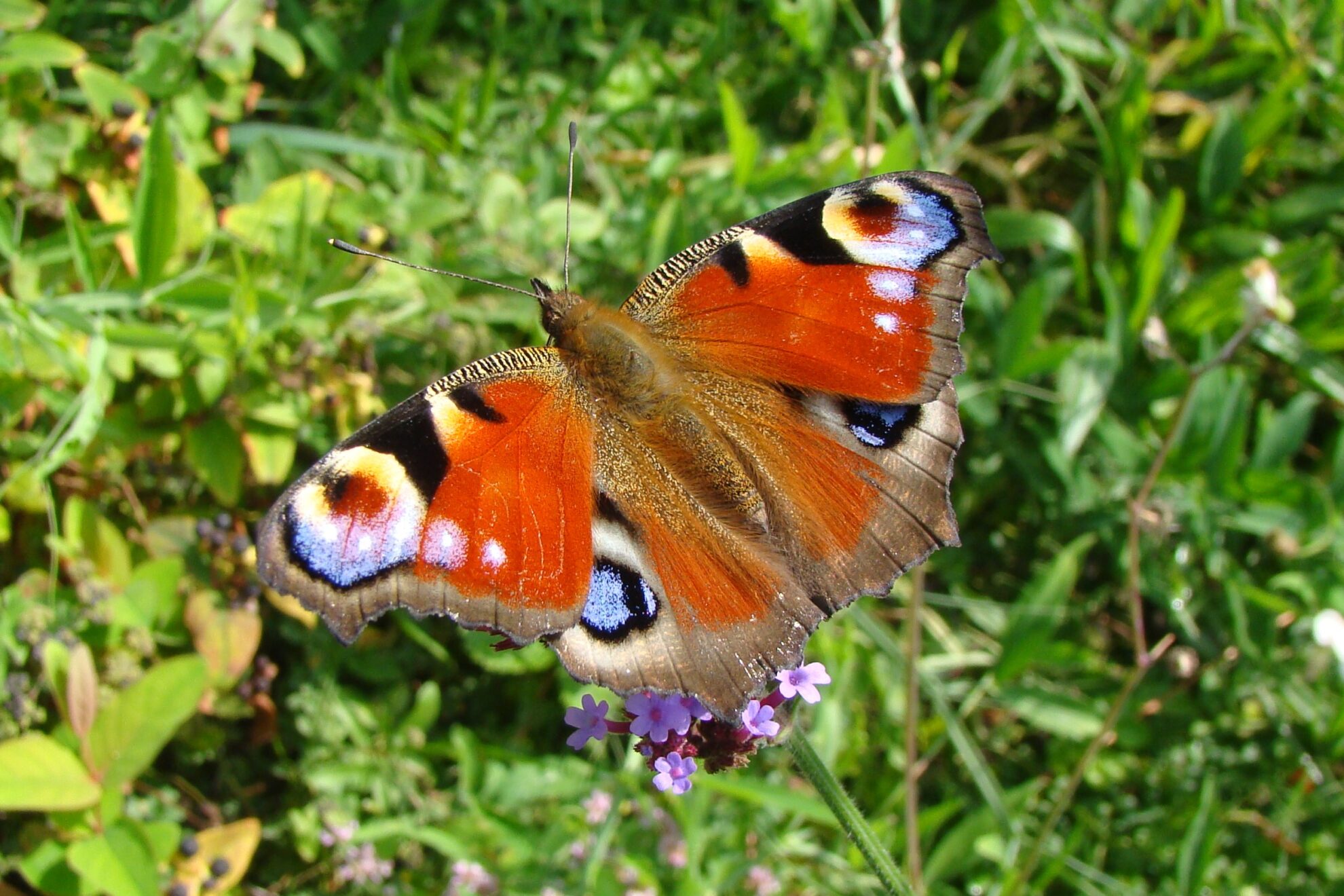 Van de vlinder en de brandnetel - Dier van de maand - Park Lingezegen