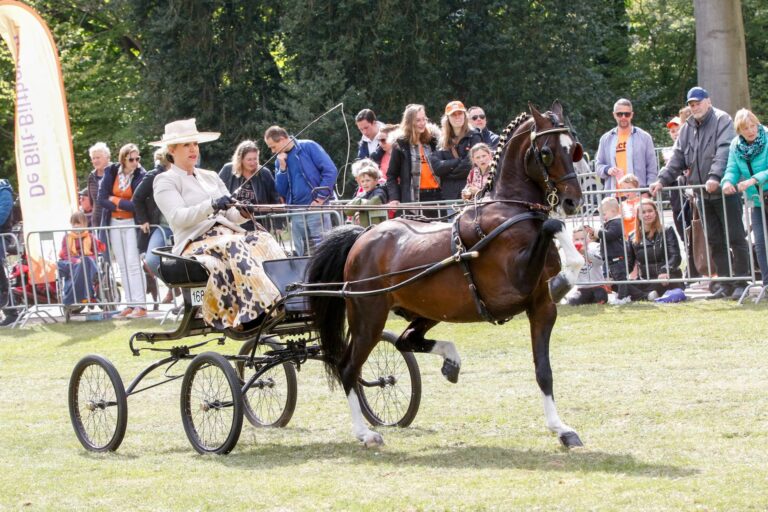 Concours Hippique Lingezegen brengt paardensport naar het Park!