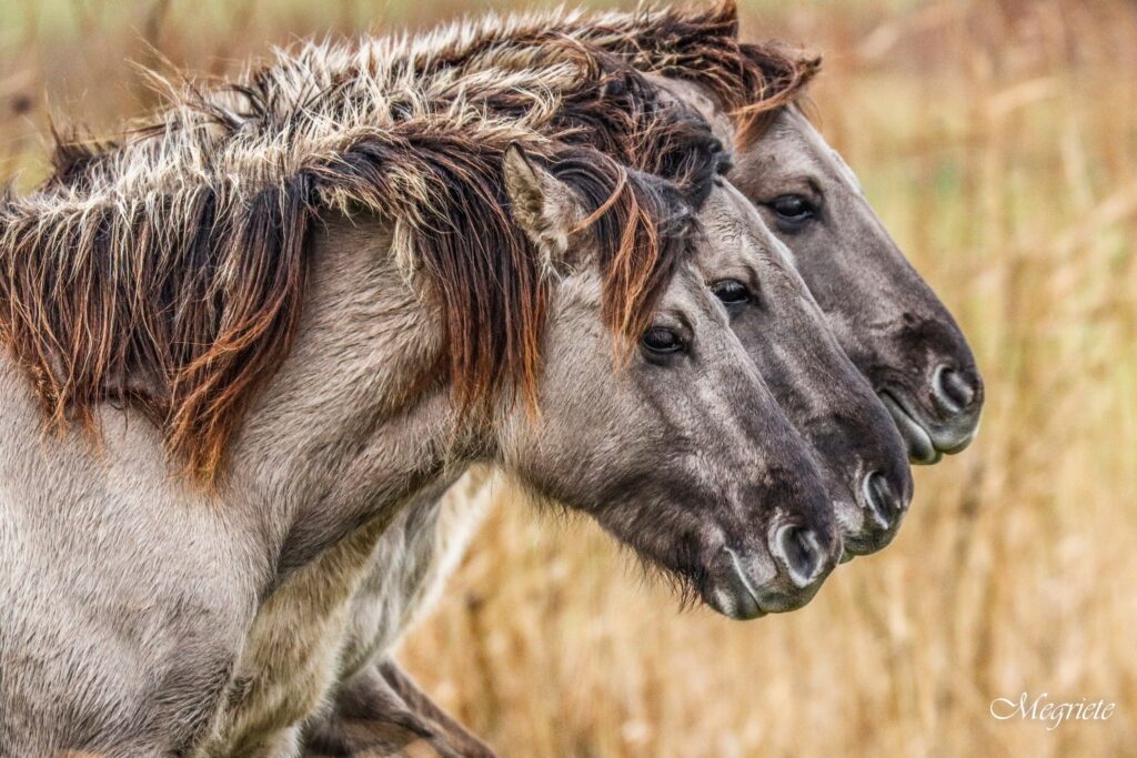 Drie konikpaarden op een rijtje - foto Megriette Akkerman